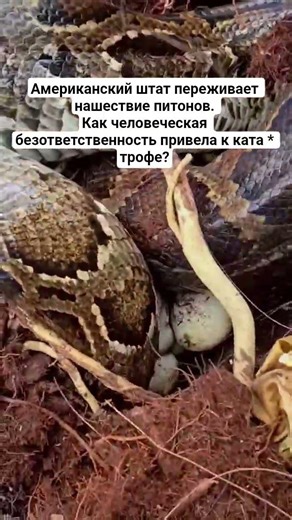 Штат переживает нашествие питонов. Как человеческая безответственность привела к ката * трофе?