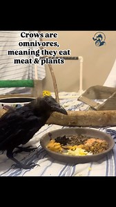 🐦‍⬛Did you know crows are omnivores?🐦‍⬛ Our patients eat a variety of foods, including soaked dog food, fish, mice, eggs, mealworms, crickets and fruits, such as berries and grapes. The crow in this clip was released back into the wild last week! Thank you to our staff and volunteers for helping keep wildlife wild! #FloridaWildlifeHospital #omnivore #crow #crowdiet #floridawildlife #birds #RescueRehabRelease #wildliferehab #keepingwildlifewild | Florida Wildlife Hospital