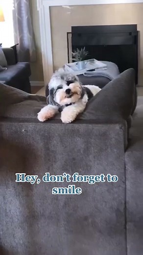 Spread Positivity with Smiling Dogs 🐶😊