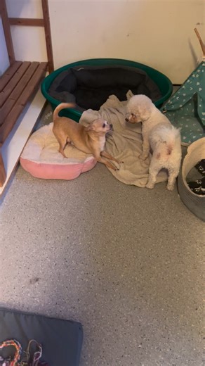 3.5K views · 99 reactions | Chino has heard that Leo Bichon has met his new potential adopters and getting his homecheck done on Wednesday…he’s got a lot to say about it ♥️ | Rushton Dog Rescue at Freedom Farm - Darkness To Light | Facebook