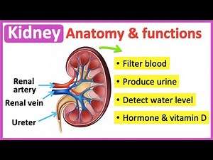 Kidney anatomy & function🤔 | Easy learning video