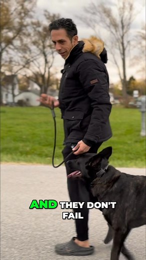 Is your dog truly in heel? This quick foot check is the answer! You might think they're in position while walking, but a stop reveals the truth. Train for automatic sits and perfect heel every time. #DogTraining #HeelWork #DogObedience #PerfectHeel #DogTips | CIA Dog Training