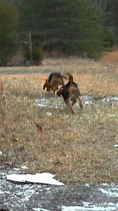 The best part of rabbit hunting is watching the dogs work! #huntingseason2023 #fbreels #heartofkentuckyoutdoors #hunting #beagles #rabbit #rabbithunting #outdoors #hunters #iamsportsman #whatgetsyououtdoors | Heart of Kentucky Outdoors