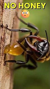 The World's Biggest Bee Doesn't Make Honey🐝 #honeybee