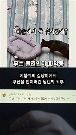 지붕위의 길냥이에게 쿠션을 던져버린 닝겐의 최후 #SHORTS #고양이 #cat #웃긴영상