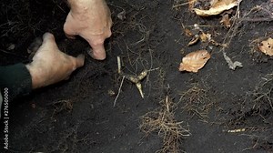 Wild root ginseng dig out. A close up of the most famous medicinal plant ginseng (Panax ginseng).