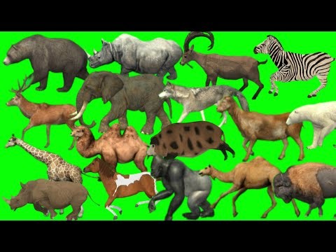 Wild forest crazy green screen animal Crossover 3D animals | Animals stampede green screen