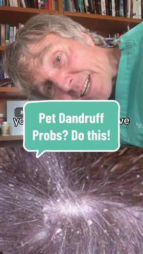 Effective Shampoo for Pet Dandruff Relief