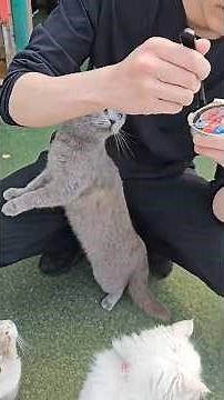 This Island Shelter Saves Abandoned Cats 😳🐱