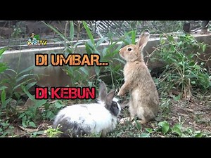 Ternak kelinci sistem "UMBARAN" kelinci jadi lincah dan sehat. Kelinci Lokal