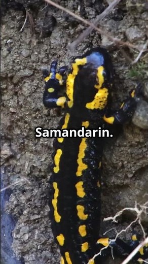 Unglaubliche Fakten über Feuersalamander!