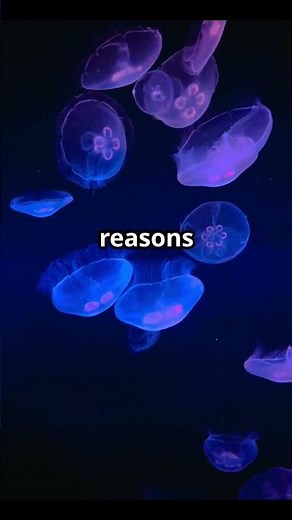 How Nature Glows: Bioluminescence Explained