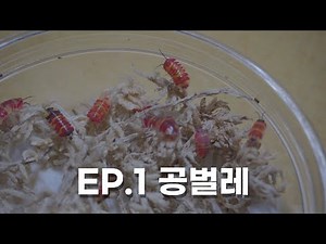 EP.1 붉은 색깔의 공벌레, 메룰라넬라 스칼렛 입양 했습니다.ㅣ세상의 모든 생물을 '키아보자'