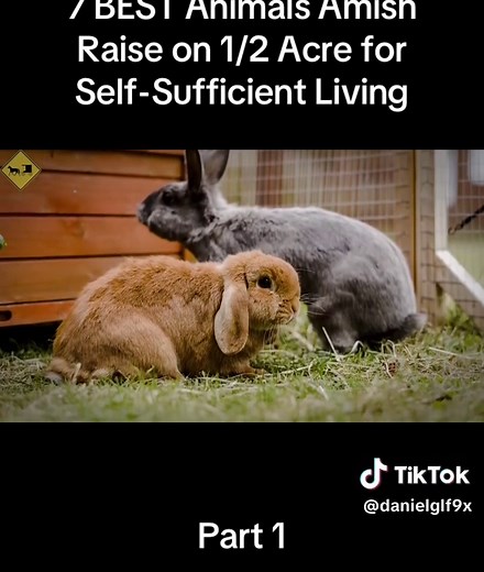 7 BEST Animals Amish Raise on 1/2 Acre for Self-Sufficient Living | amish