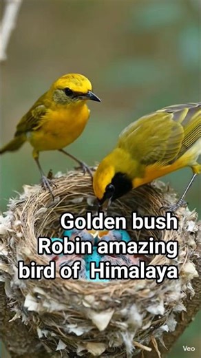 The Rarest Bird Species Discovered