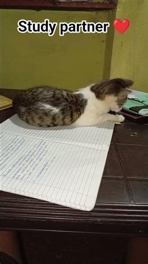 my cute study partner 🥰❤️ #shorts #cat #youtubeshorts