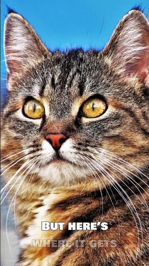 Why Do Tabby Cats Have an “M” on Their Forehead? The Truth Might Surprise You! #tabbycat #tabbies