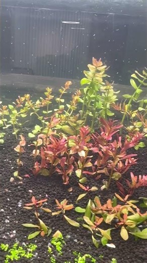 DIY CO2 Diffuser Reactor Water Pump