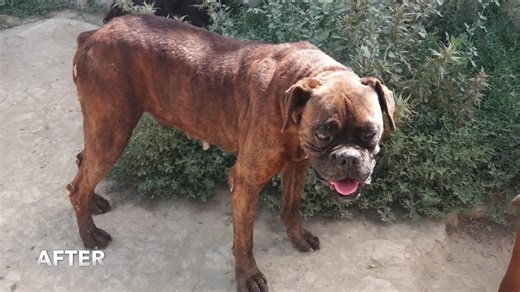 11K views · 904 reactions | Another George Stray Dogs movie, this is...