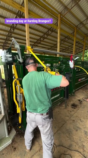 Improving Cattle Branding Day Through Calm Handling
