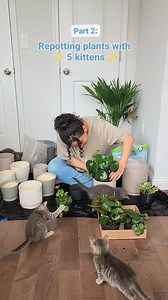 8.6K views · 481 reactions | With kittens involved, just double the time you expected to take  they like to be thorough and take frequent breaks The kittens helping Shamiyan report some cat-friendly plants. Interested in adopting? Check out the adoption inquiry form link in our bio! #cats #kittens #plants #meow | Fostering kittens | Facebook