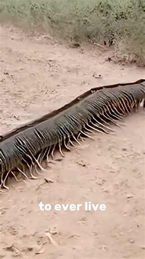 This Giant Bug Was Bigger Than a Human! #wildlife #animals #wildliferescue