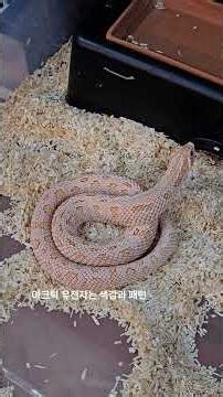 #호그노즈 트리플A 간단 설명회 #hognose #뱀 #파충류 #reptiles