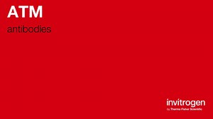 ATM antibodies from Thermo Fisher Scientific