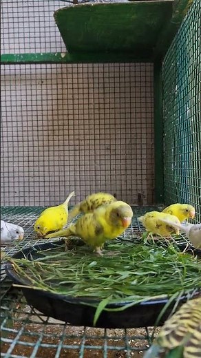Budgie Loves Bathing #shorts #viral #parakeet #parrot #ytshorts #samparahaman