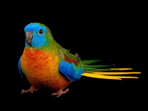 Turquoise Parrot Rare Bird
