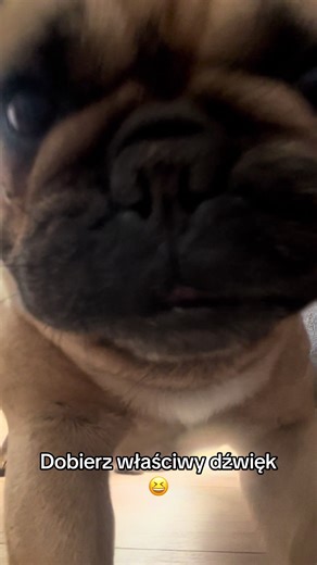 French Bulldog Sounds & Frenchie Vibes