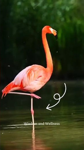ఒంటికాలిపై నిలబడే.... ఫ్లామింగో రహస్యం 😲🤔🦩#an #animals #education #animalbehavior #birds #science