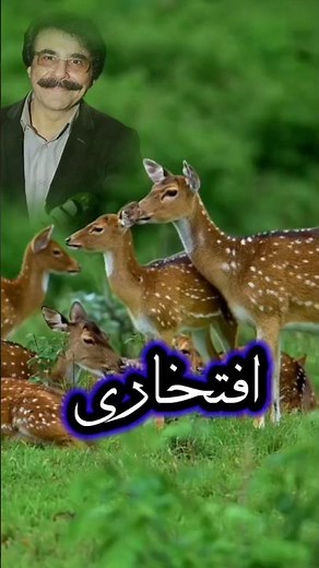 آهنگ «#صیاد» علیرضا افتخاری #موسیقی_سنتی #موزیک #شجریان #افتخاری #موزیک_اصیل#آواز#صیاد