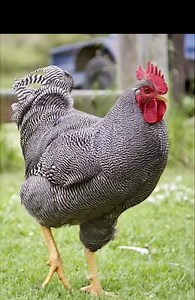 2.4K views | What chicken breed is this | Farming Tech& Business | Facebook