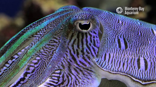 Mating is the endgame of cephalopod existence, and male kisslip cuttlefish gear up for a dazzling finale. Hulking out in iridescent greens and snappy purples, male kisslips throw down a gauntlet of fancy moves to shield their mates from challengers, balancing might and mind to ensure that theirs is the next generation of kisslip protagonists in this marvelous sea-nematic universe. | Monterey Bay Aquarium