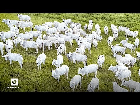 Where Does Collagen Come From? | Vital Proteins