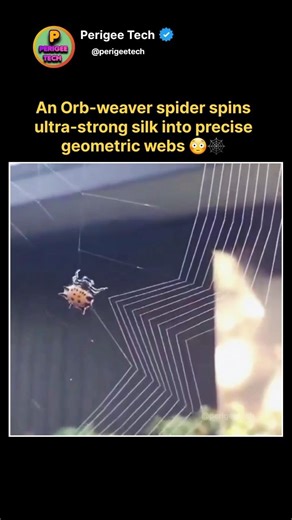 This Spider Builds Better Than Engineers 😳🕸️ #shorts #spider #wildlife #animals