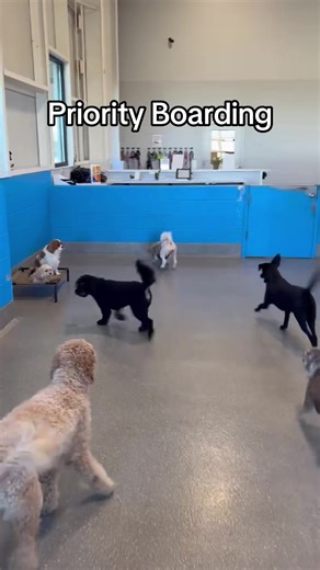 Comfortable Boarding for Your Pets with 24/7 Access