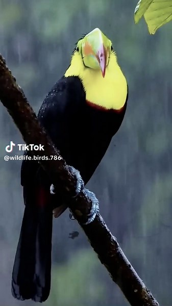 Toco Toucan - Exotic Bird of the Amazon Rainforest
