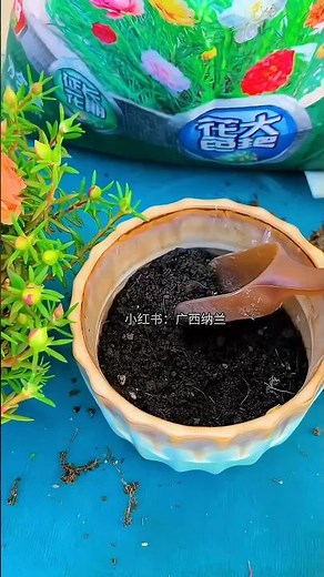 How to Make Your Sun Plants Bloom All Year 🌻✨ #BeginnerGardening #EasyPlantCare #GardeningMadeEasy