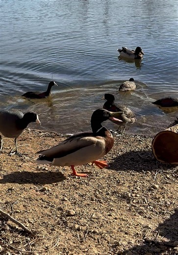He do be biting!!!! #ducks #funnyanimalvideos #funny #wildanimalsoftiktok #fyp