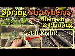 Spring Planting & Refreshing Strawberry Beds & Containers the Simple Way (Thin, Replant, Fertilize)