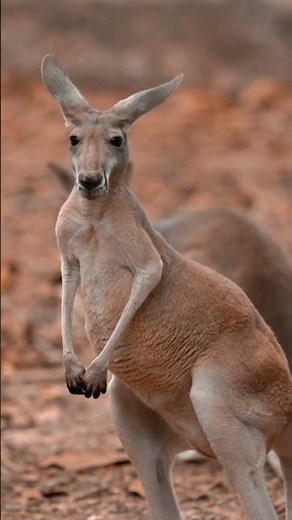 kangaroo sounds #kangaroo