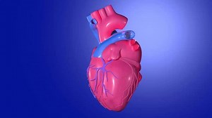 3D animation of a beating heart, simulating plastic material. With coronary arteries rotating on their axis cut out on blue background. With bright colors.