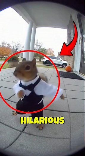 HILARIOUS Squirrel in a suit doing a dance 😂🥰