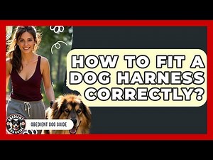 How To Fit A Dog Harness Correctly? - Obedient Dog Guide