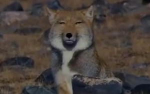 如果用一本正经的音乐配上藏狐的画面