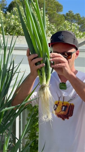 Vertical farming 264 green onions on 1 aeroponic tower #aeroponics #farming #hydroponics