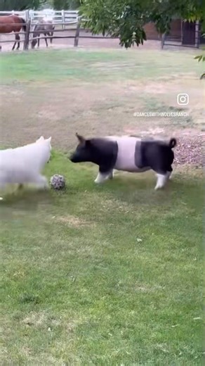 29K views · 721 reactions | Friendships have no boundaries ! One of our Dances with Wolves Ranch pups with his best friend  | Dances with Wolves Ranch | Facebook