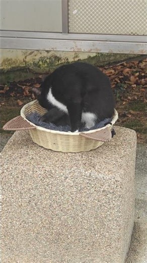 White socks. Local resident at Bartley park.